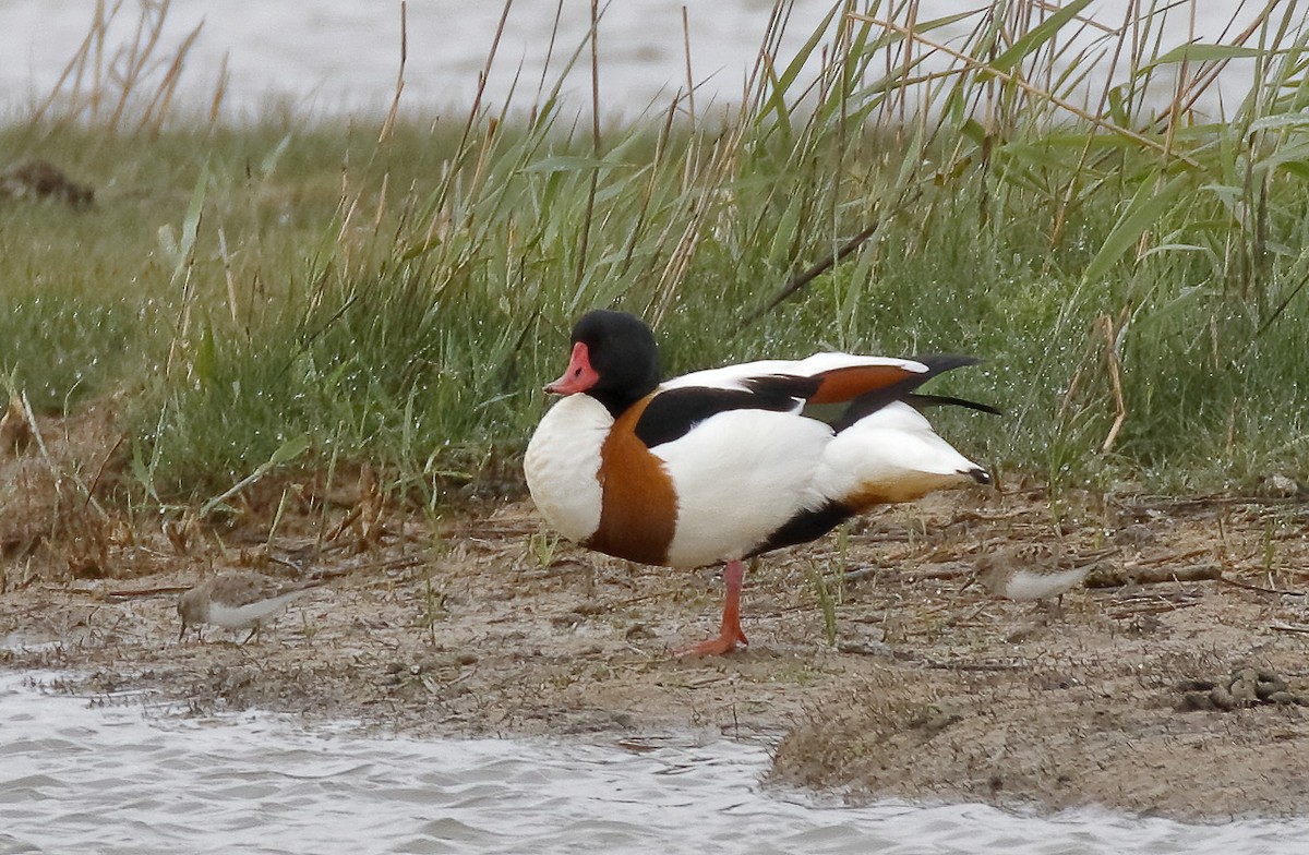 Bécasseau de Temminck - ML611973855