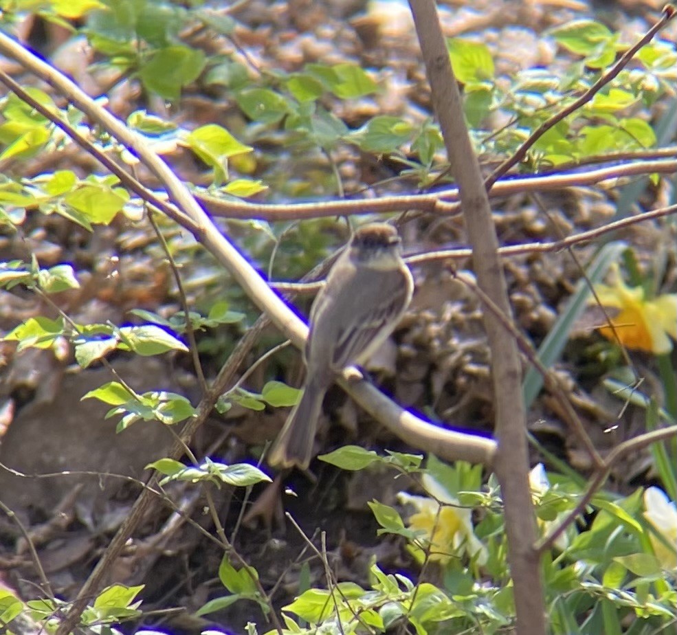 Eastern Phoebe - ML611973866