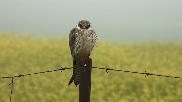 Red-footed Falcon - ML611973899