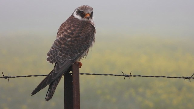 Red-footed Falcon - ML611973930