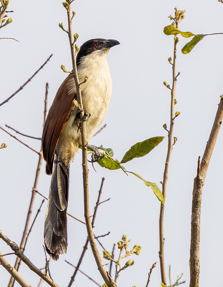 White-browed Coucal (Burchell's) - ML611974011