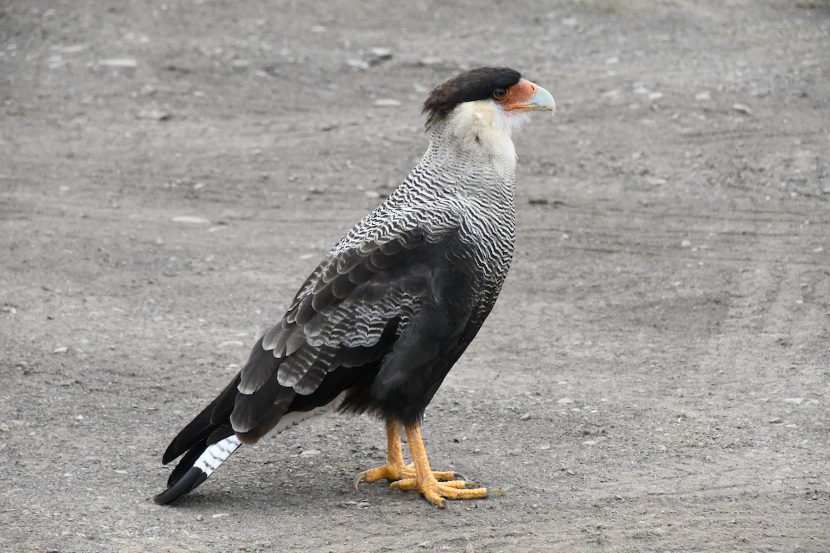 Crested Caracara (Southern) - ML611974034