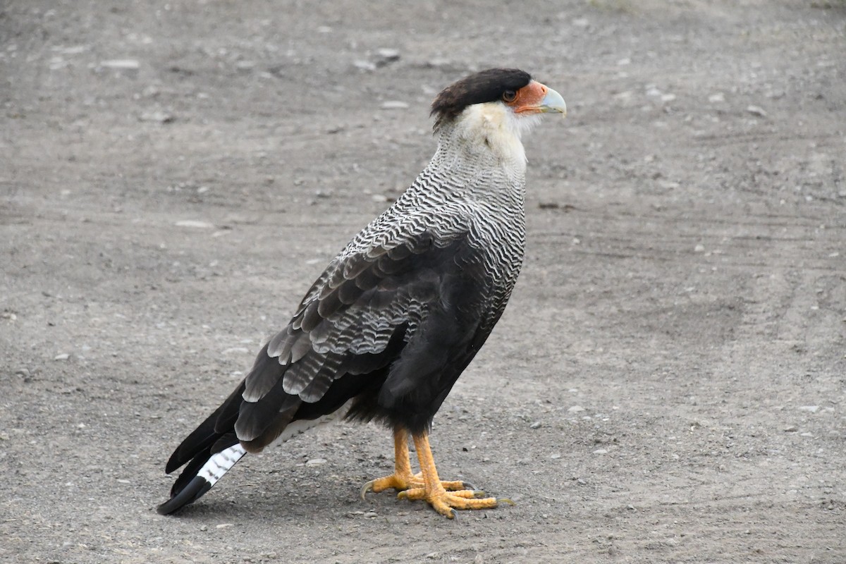 Caracara Carancho (sureño) - ML611974034