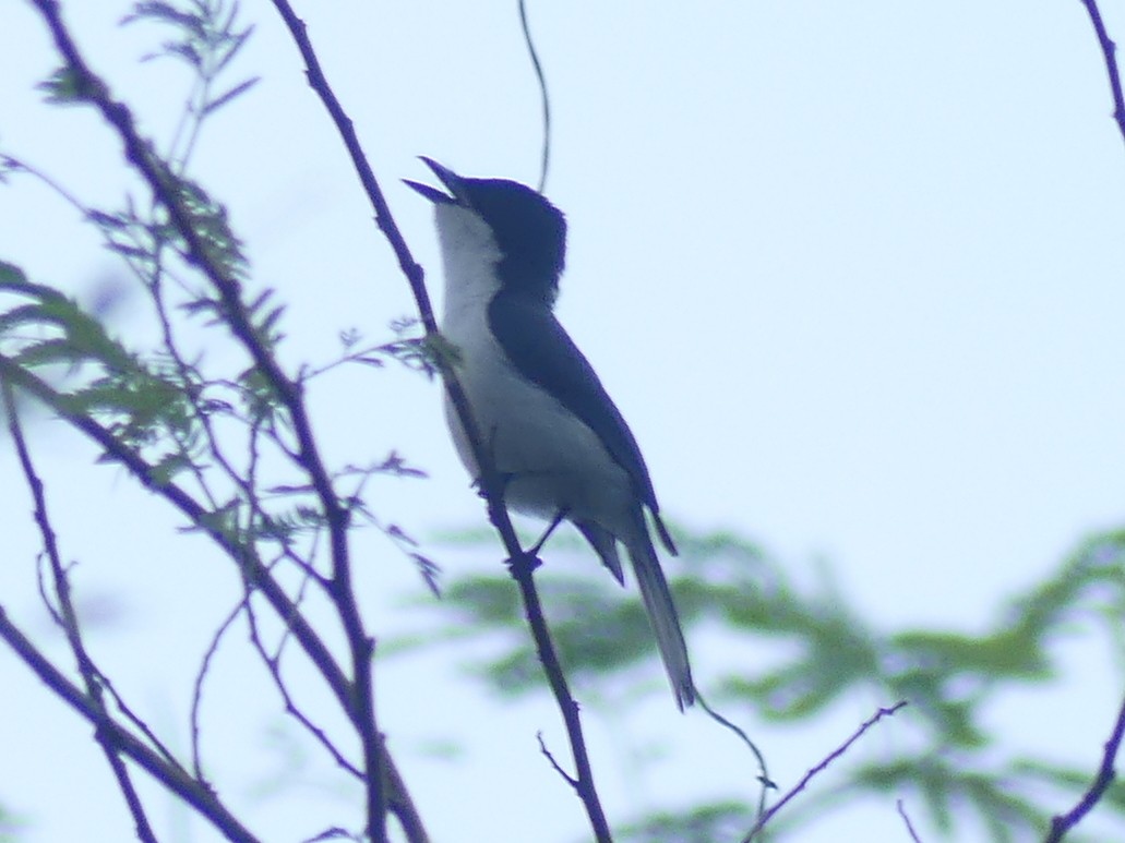 Moluccan Flycatcher - ML611974058