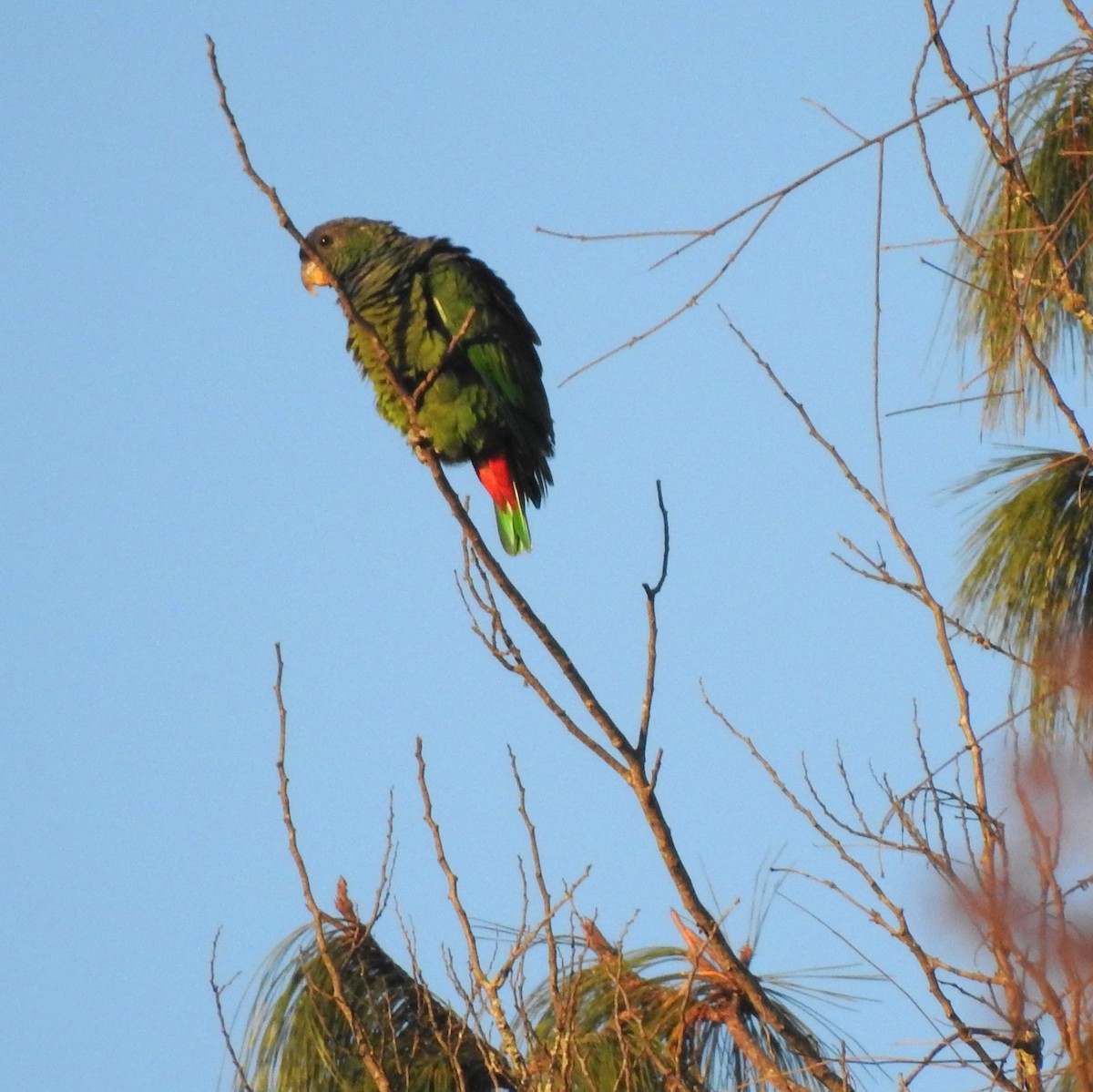 Scaly-headed Parrot - Gregg Severson