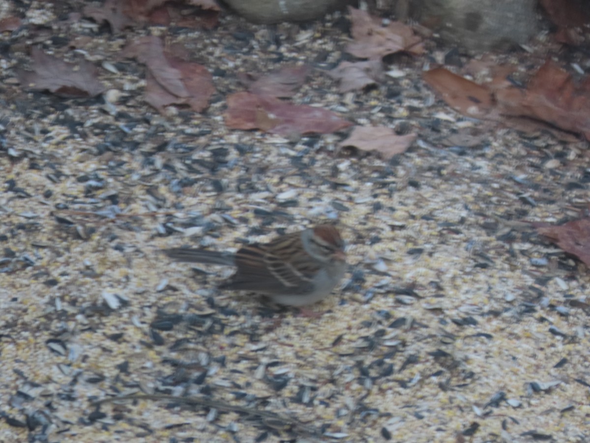 Chipping Sparrow - ML611974106
