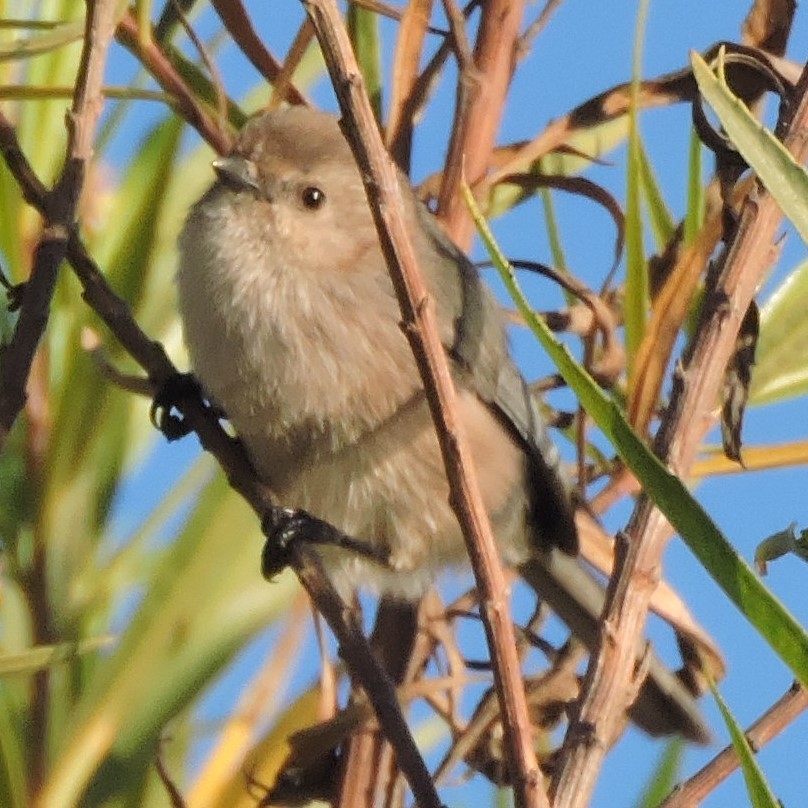 Bushtit - Dawn Hovey