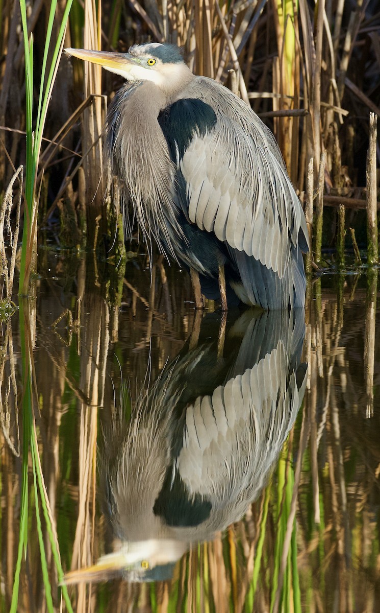 Great Blue Heron - ML611974186