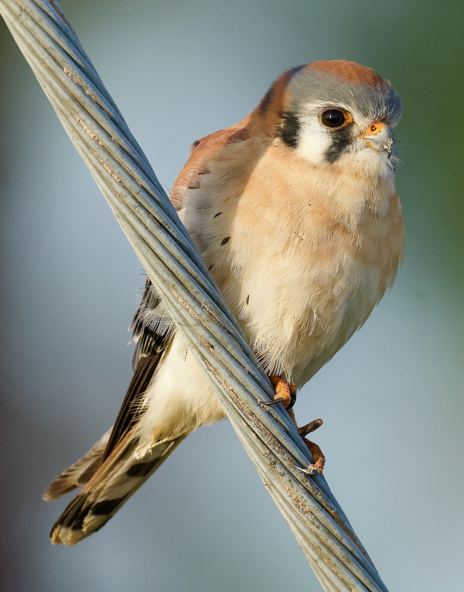 American Kestrel - ML611974223