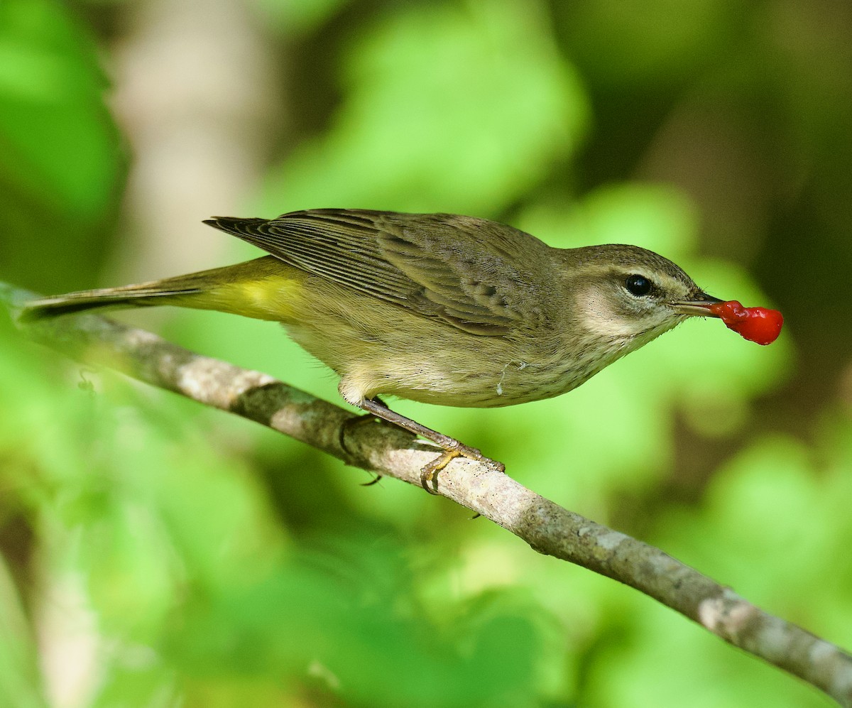 Palm Warbler - ML611974233