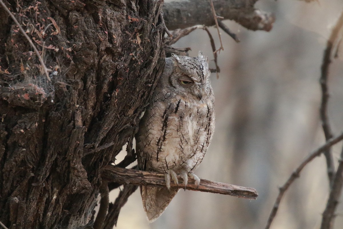 African Scops-Owl - ML611974262