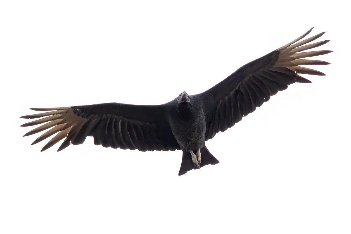 Black Vulture - Scott Young