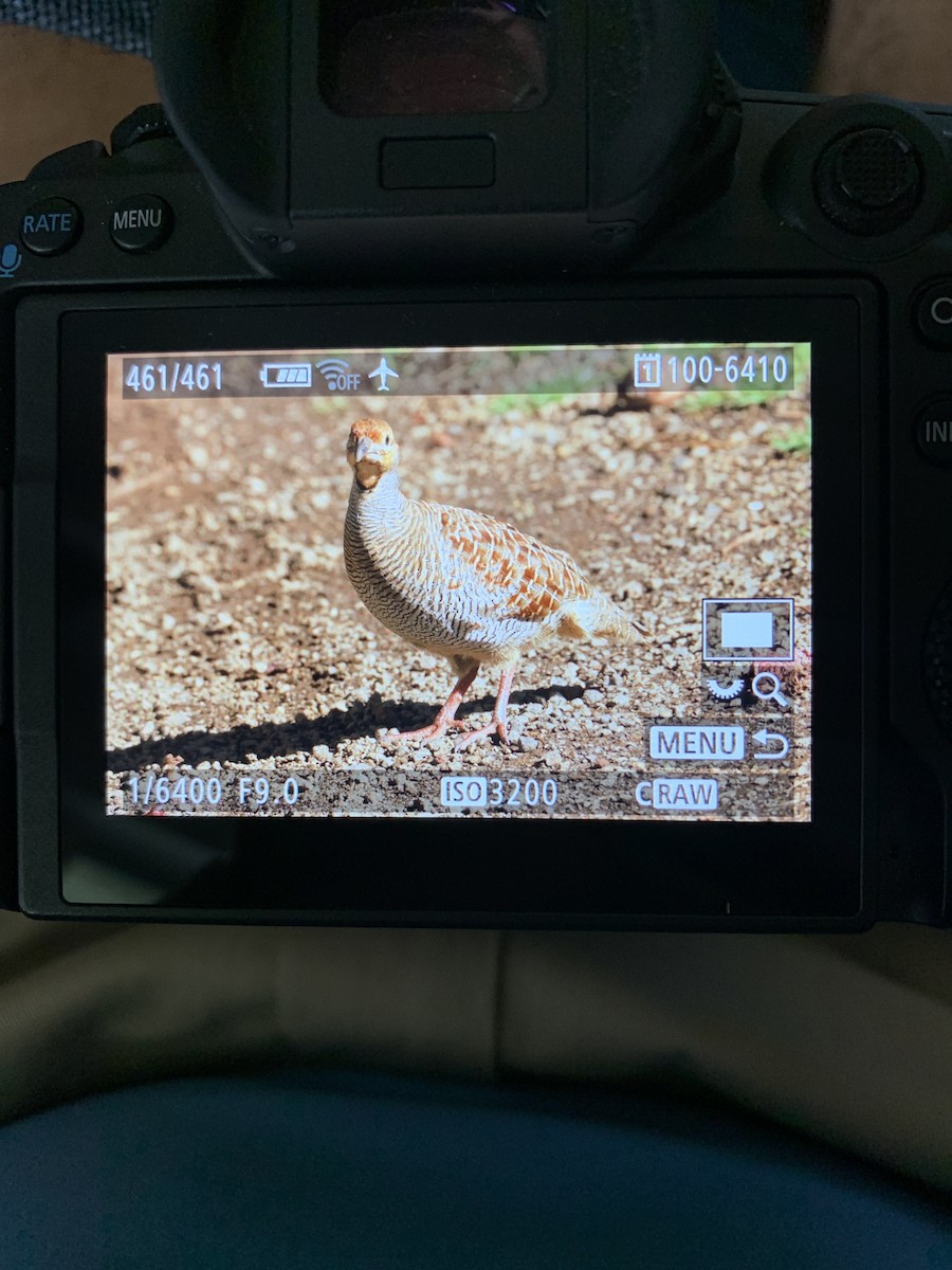 Gray Francolin - ML611974264