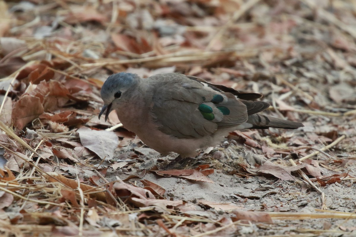 Emerald-spotted Wood-Dove - ML611974289