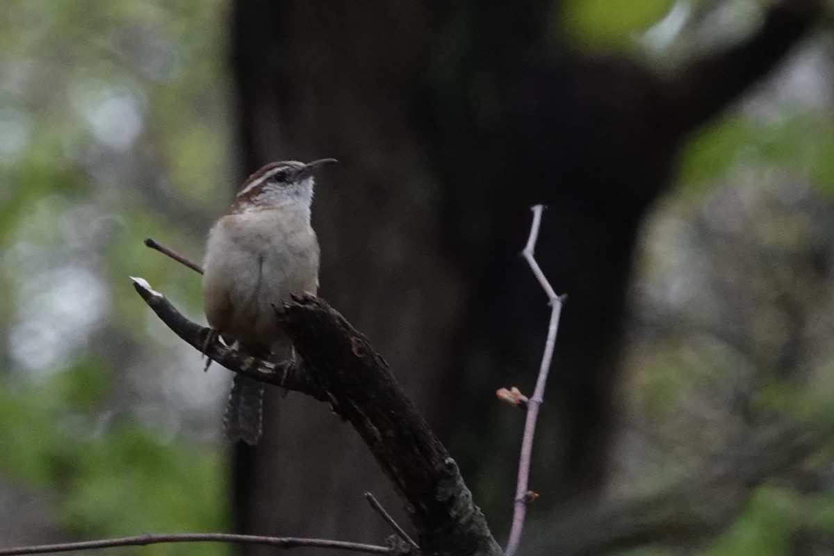 Carolina Wren - ML611974351