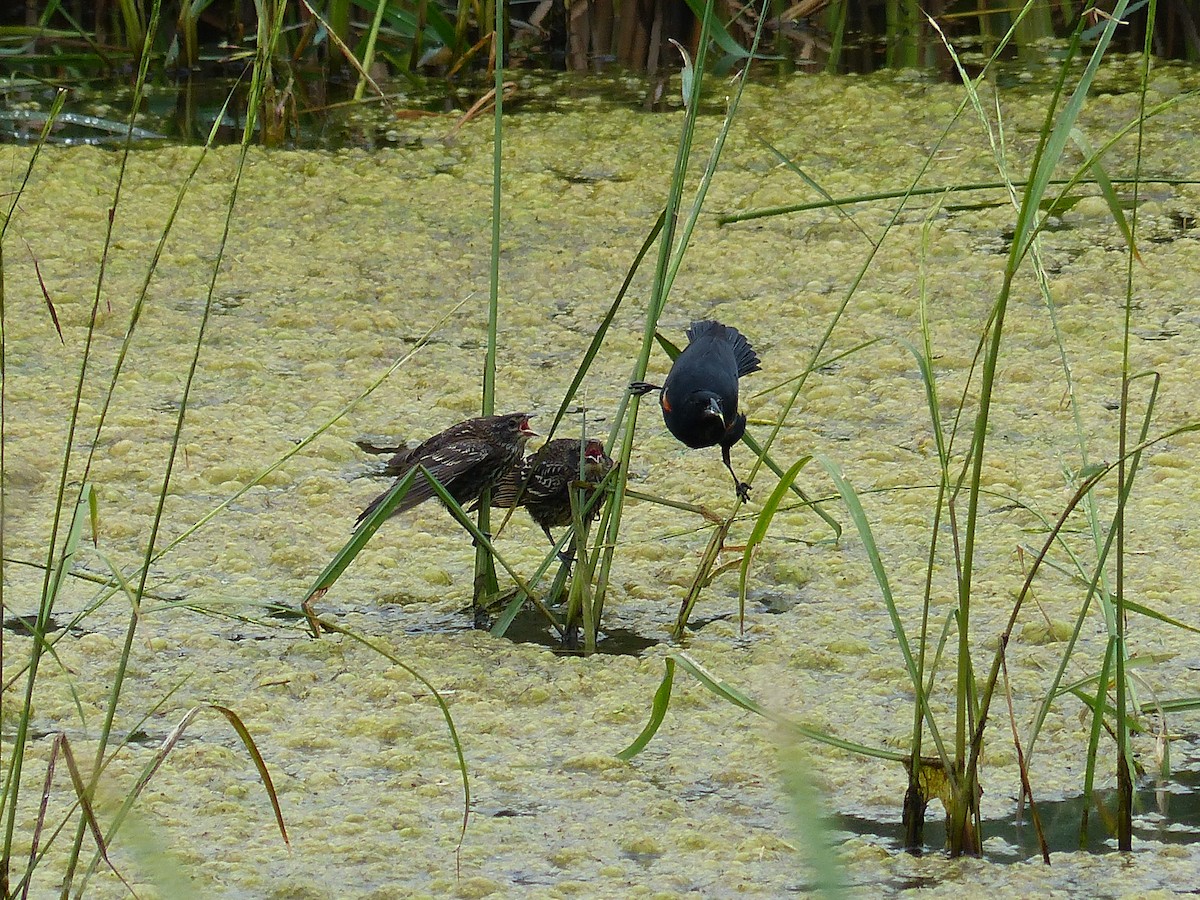 Red-winged Blackbird - ML611974498