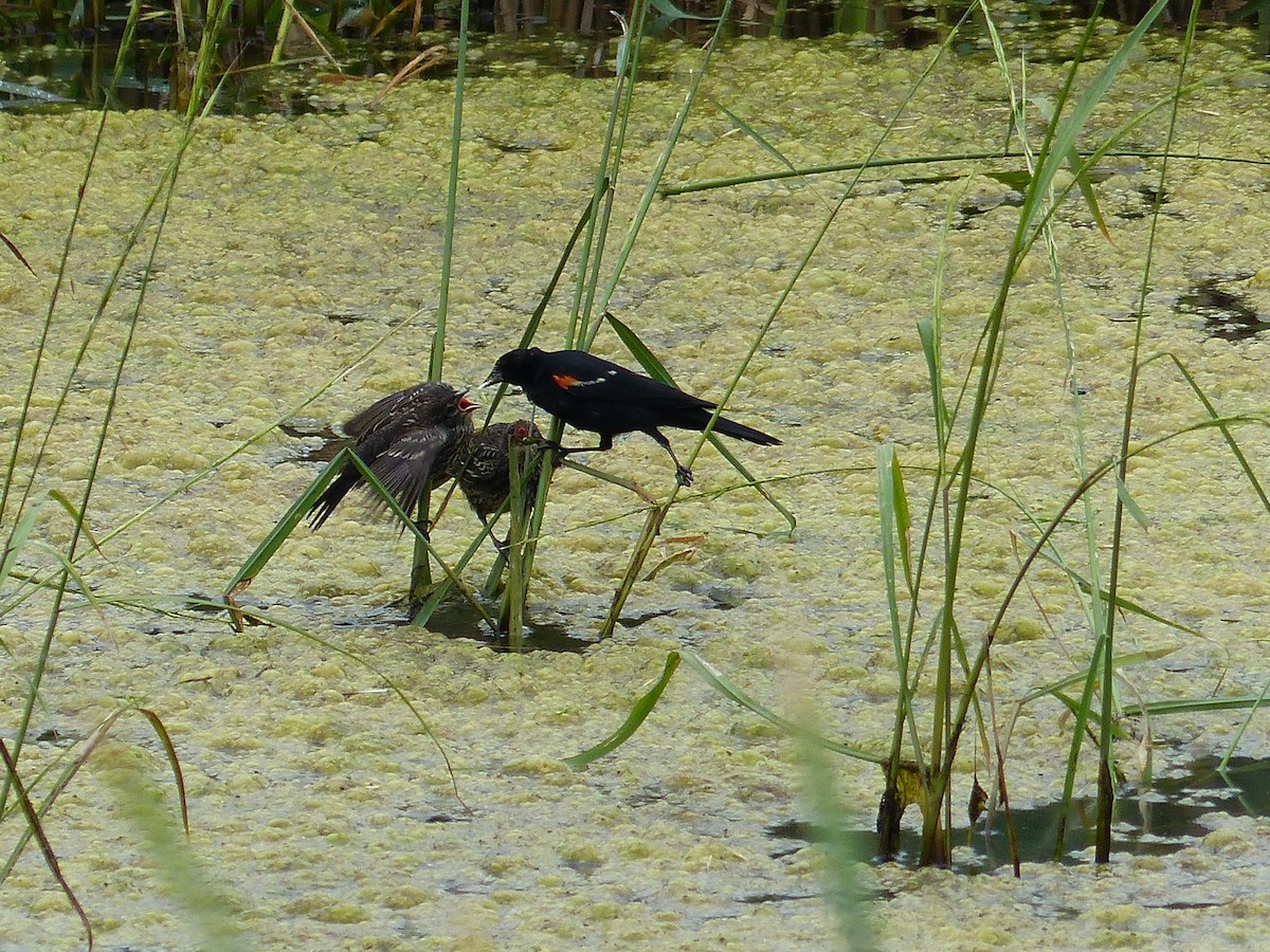 Red-winged Blackbird - Sue Deschene