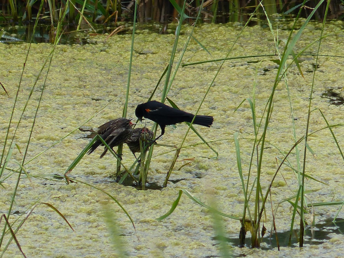 Red-winged Blackbird - ML611974500