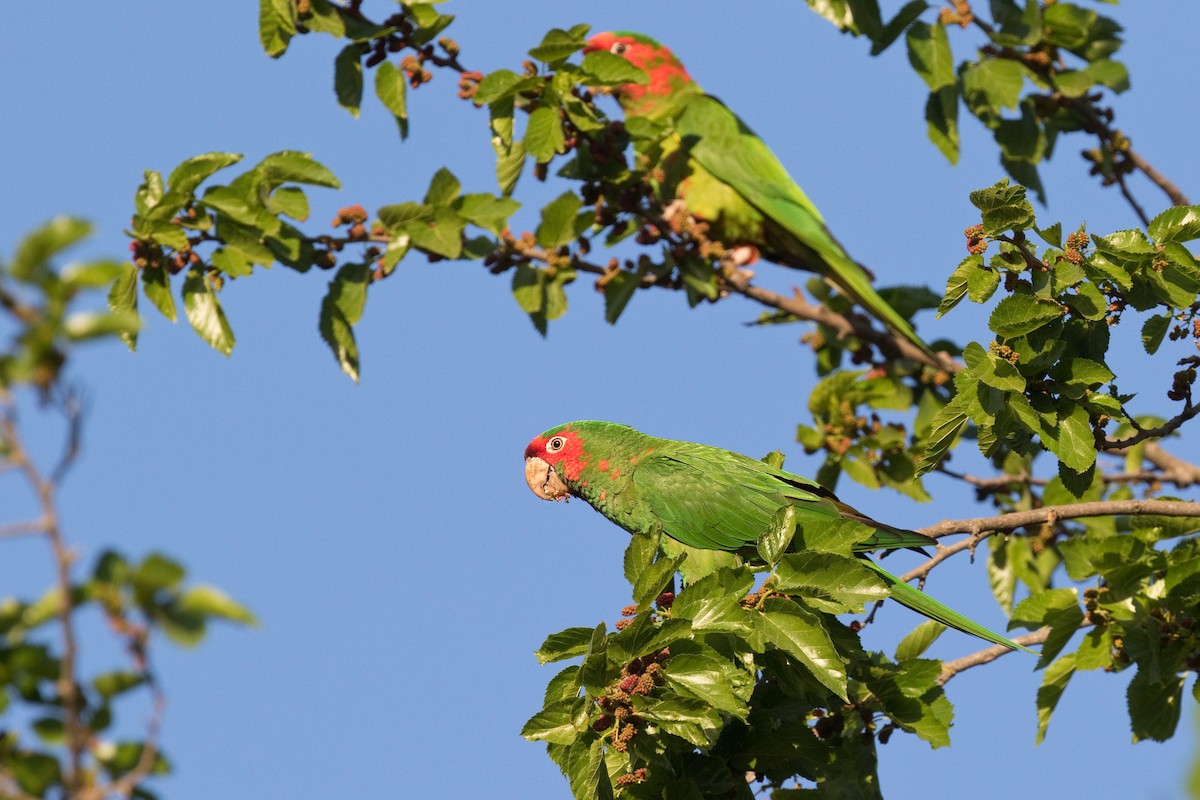 Mitred Parakeet - ML611974514