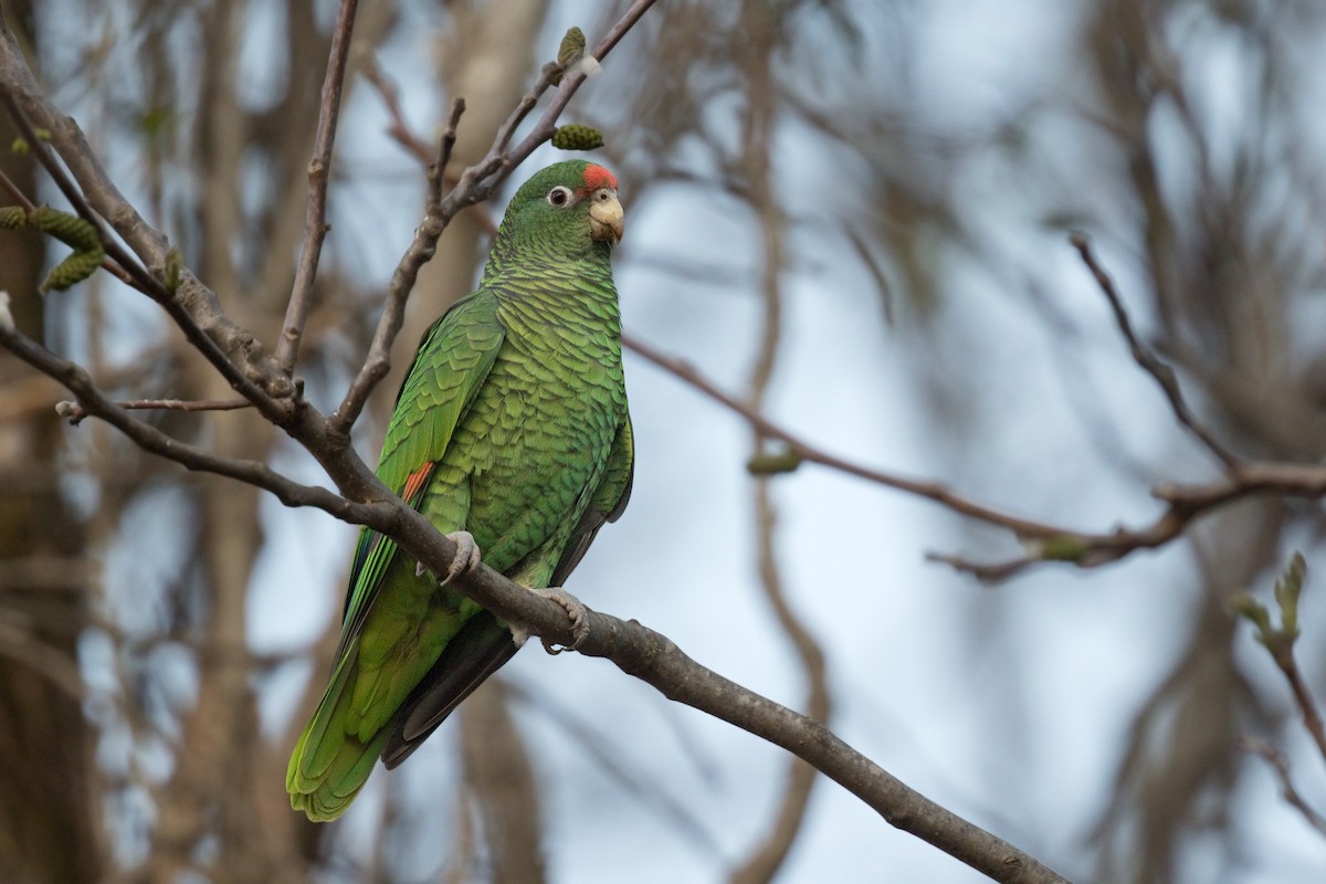 Tucuman Parrot - ML611974541