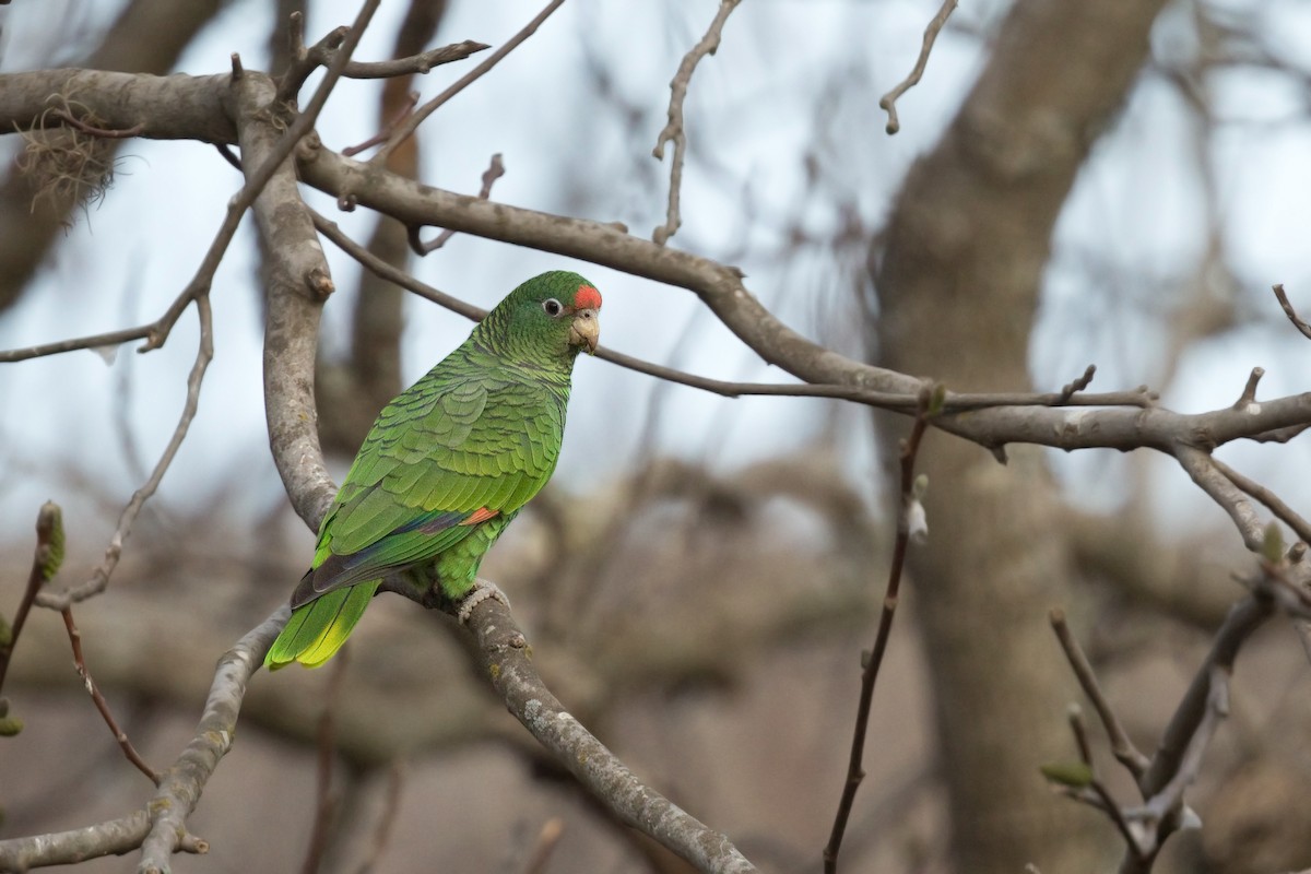 Tucuman Parrot - ML611974569