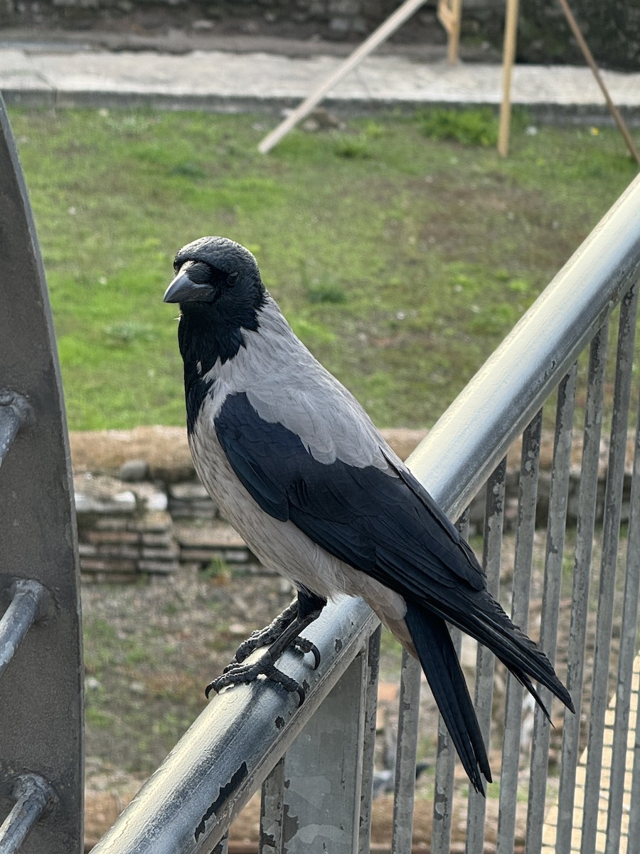 Hooded Crow - David King