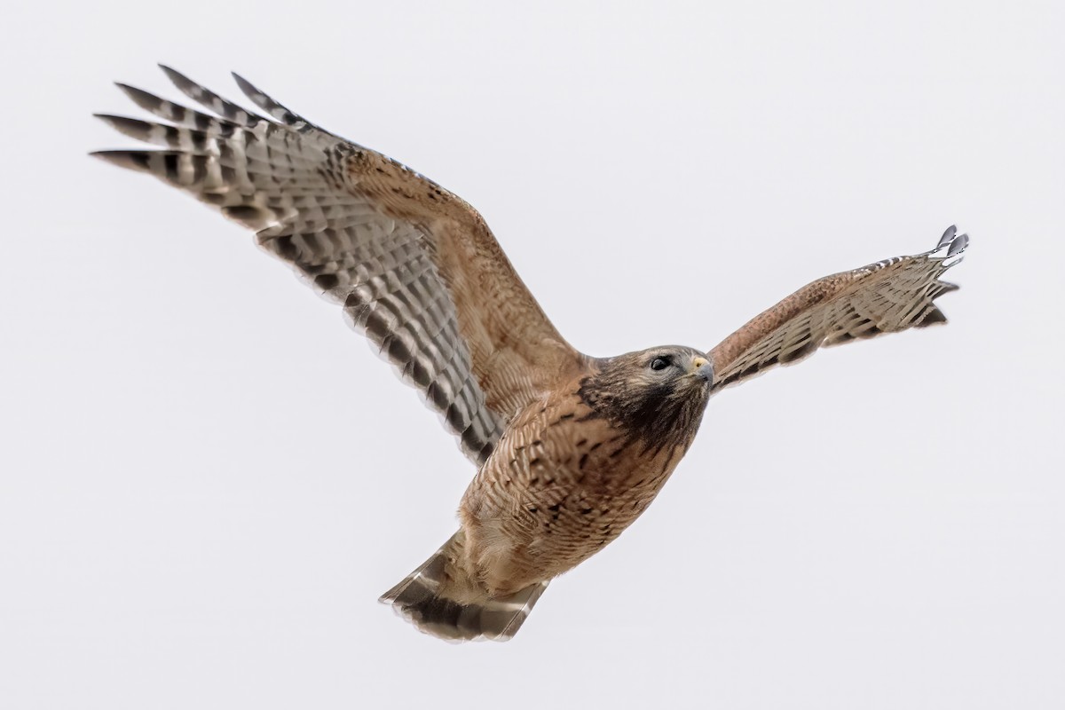 Red-shouldered Hawk - ML611974606