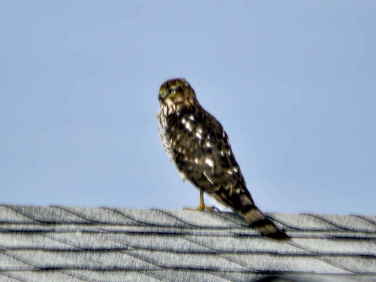 Cooper's Hawk - Jim Carroll