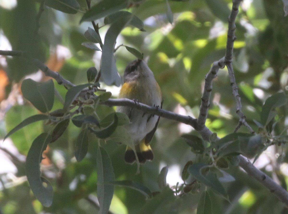 American Redstart - ML611974627