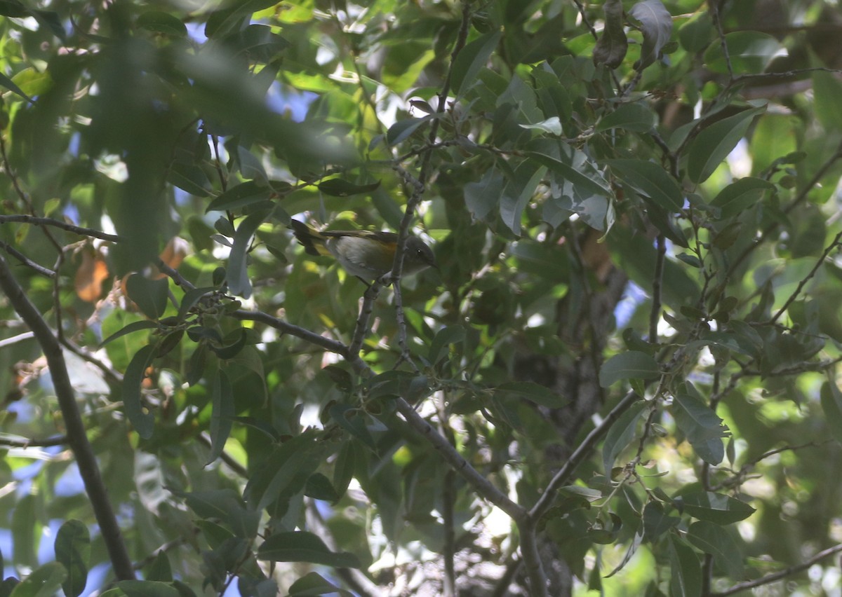 American Redstart - ML611974628