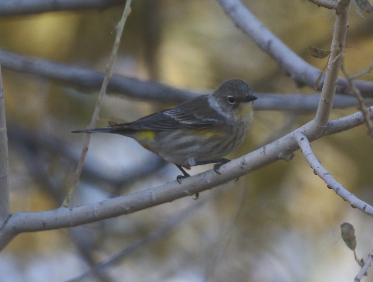 Yellow-rumped Warbler (Audubon's) - ML611974660