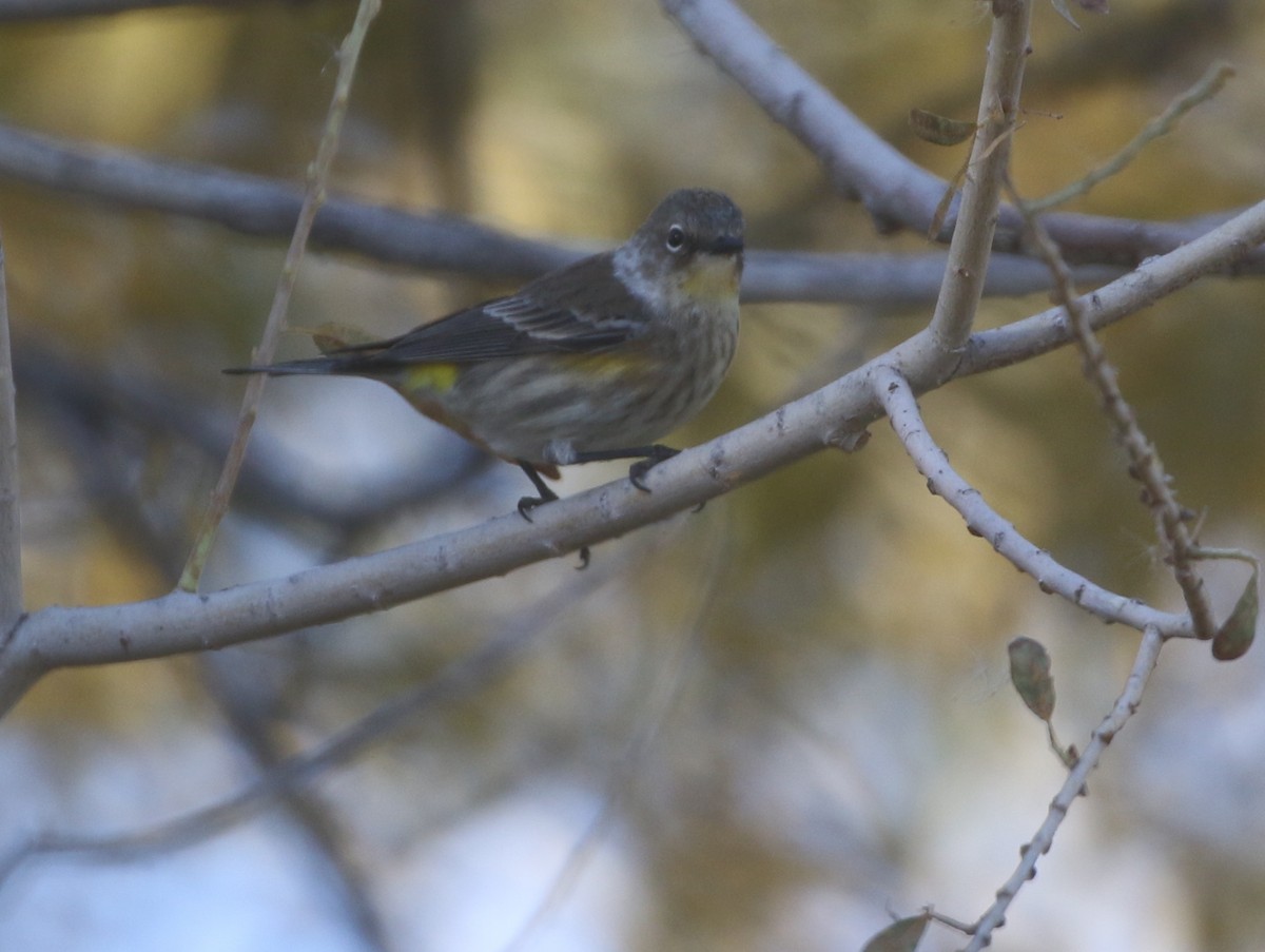 Yellow-rumped Warbler (Audubon's) - ML611974661