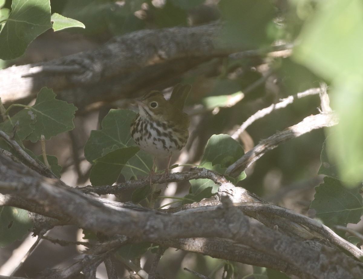 Ovenbird - ML611974699