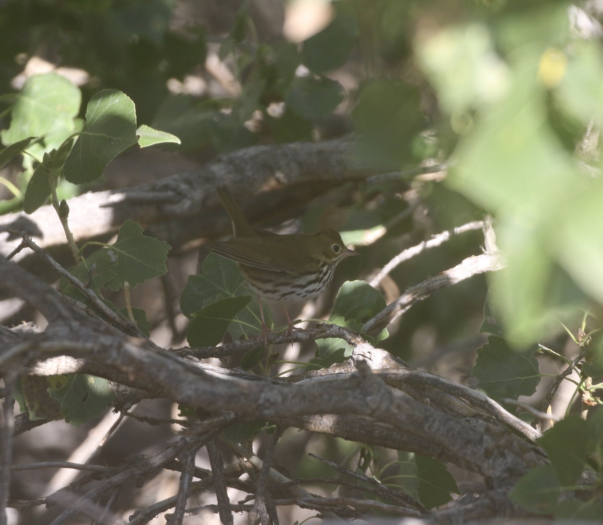 Ovenbird - ML611974700