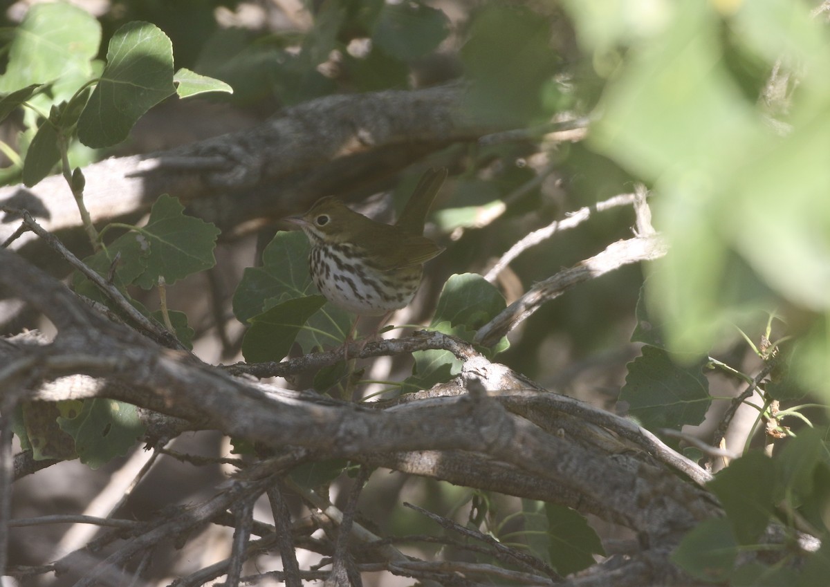 Ovenbird - ML611974701