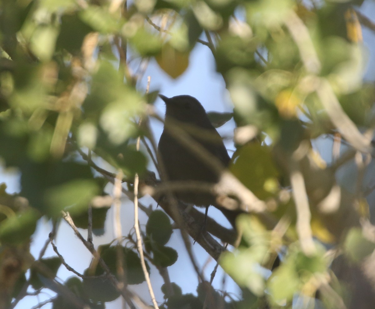 Gray Catbird - logan kahle