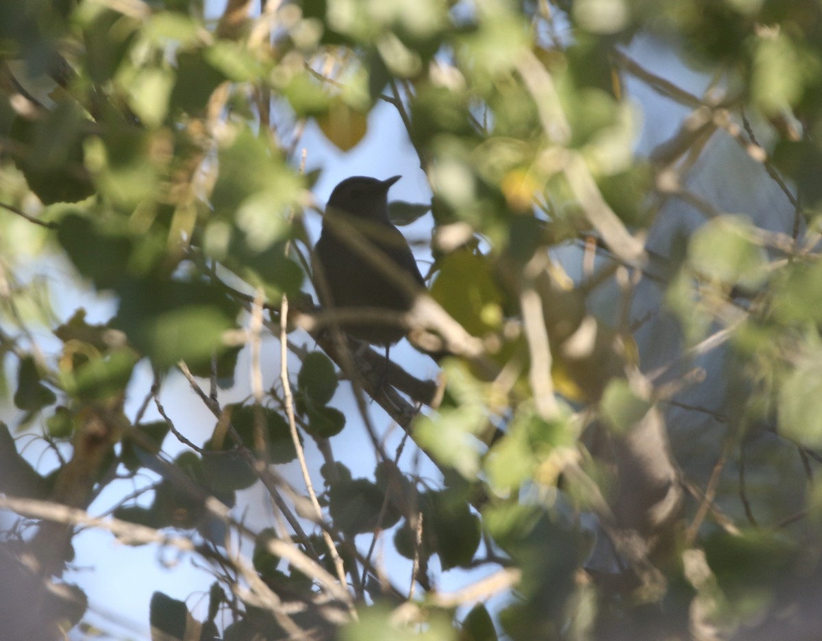 Gray Catbird - ML611974715