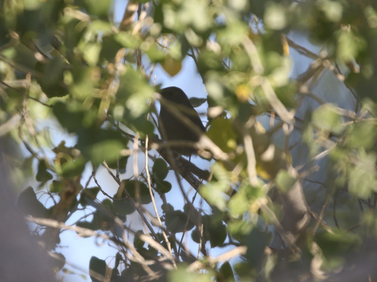 Gray Catbird - ML611974716