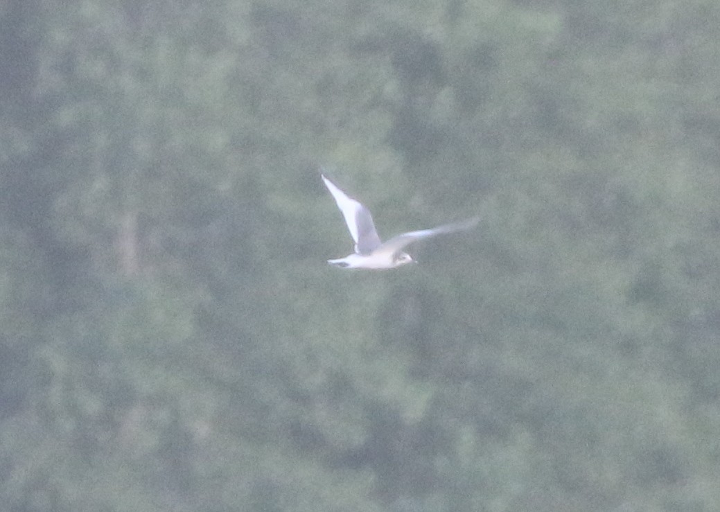 Sabine's Gull - ML611974753