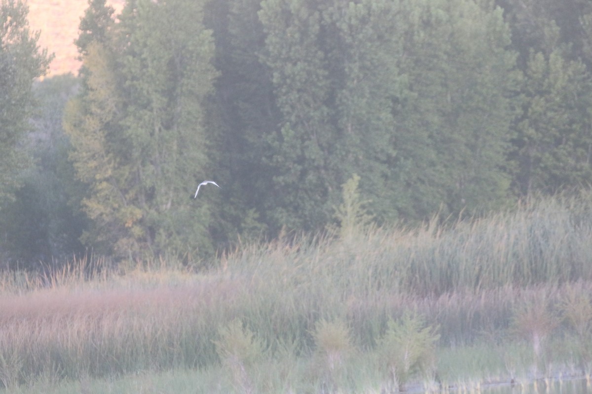 Sabine's Gull - ML611974755