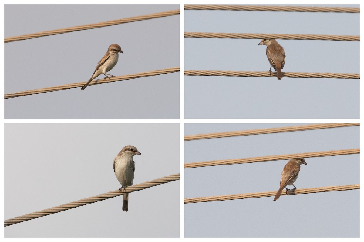 Red-backed Shrike - Emmanuel Naudot