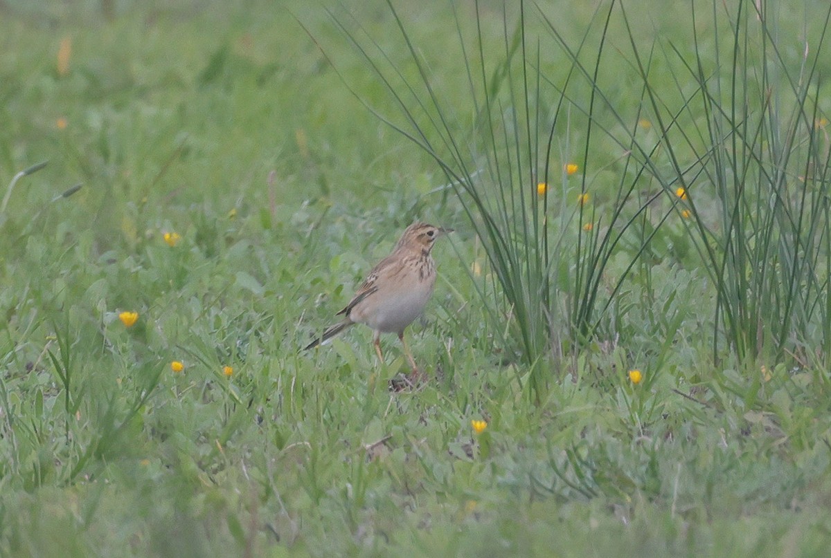 Richard's Pipit - ML611974818