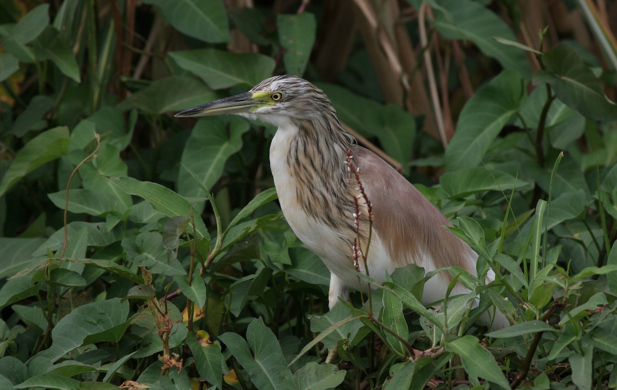 Squacco Heron - Lyann Comrack