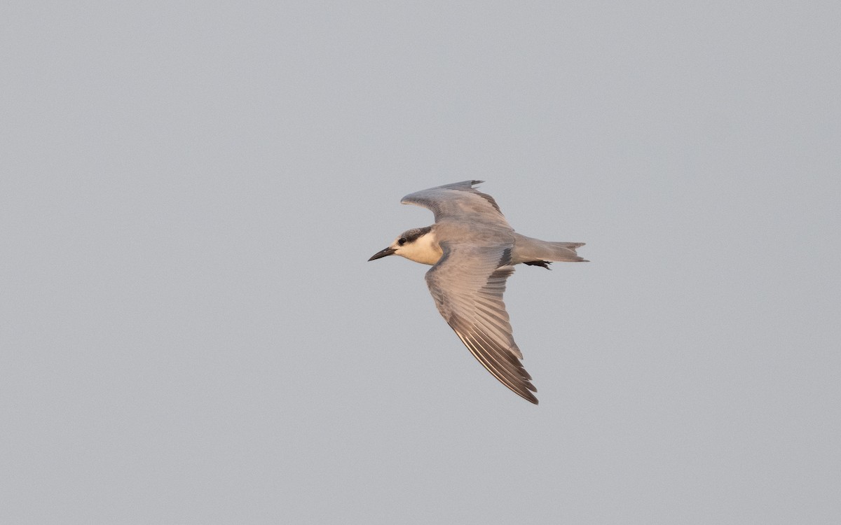 Whiskered Tern - ML611974836