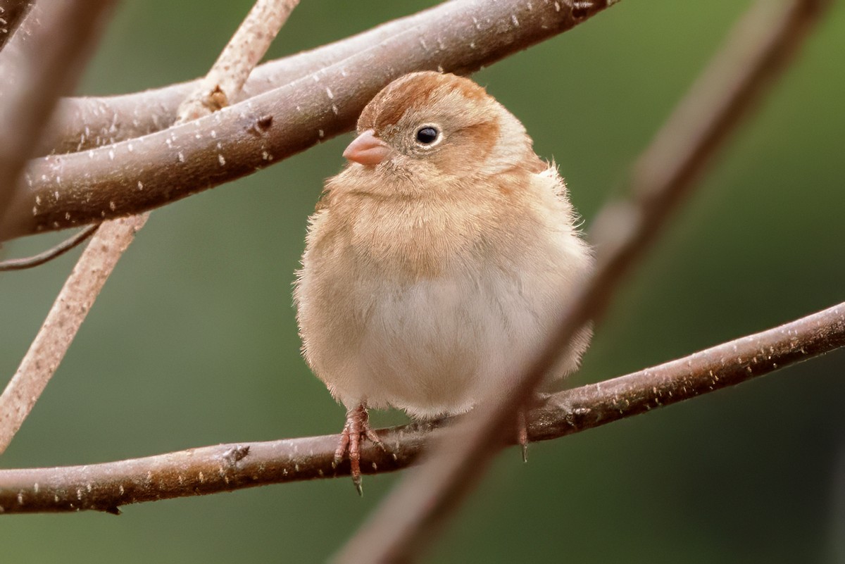 Field Sparrow - ML611974853