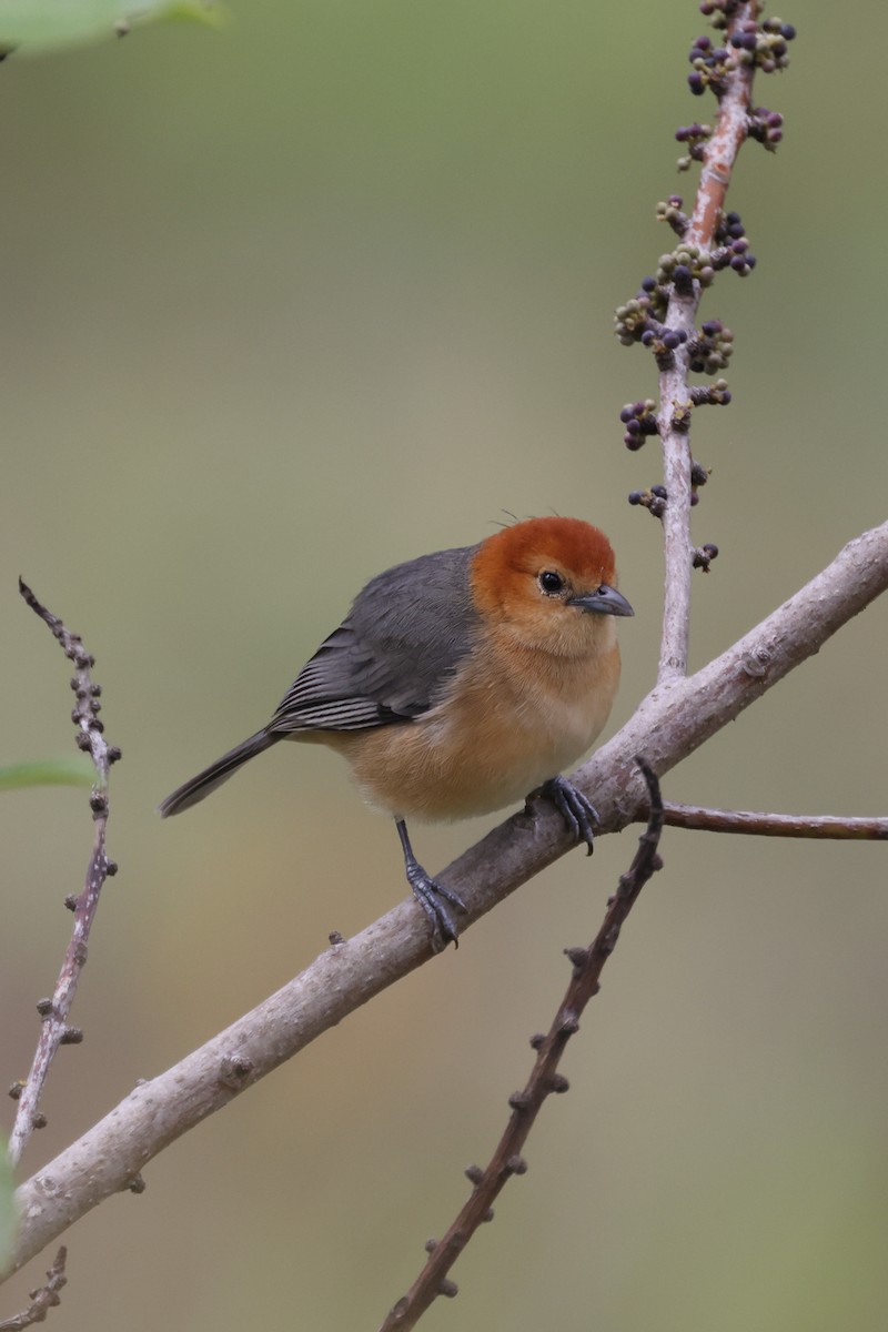 Buff-bellied Tanager - Manuel Roncal