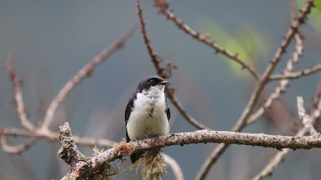 Blue-and-white Swallow - ML611975092