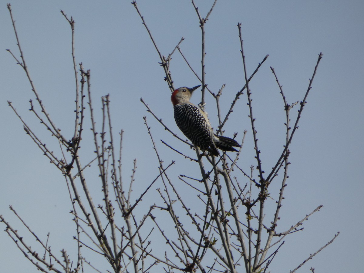 Red-bellied Woodpecker - ML611975162