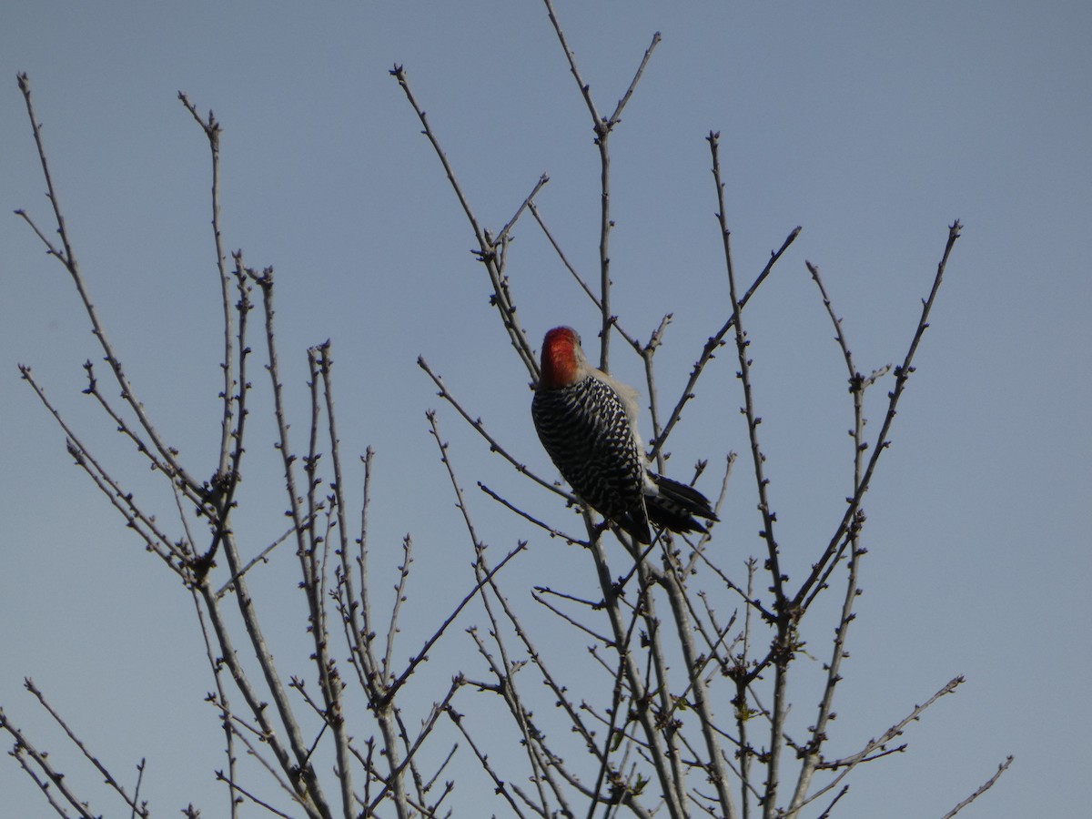 Red-bellied Woodpecker - Cecelia Dumois