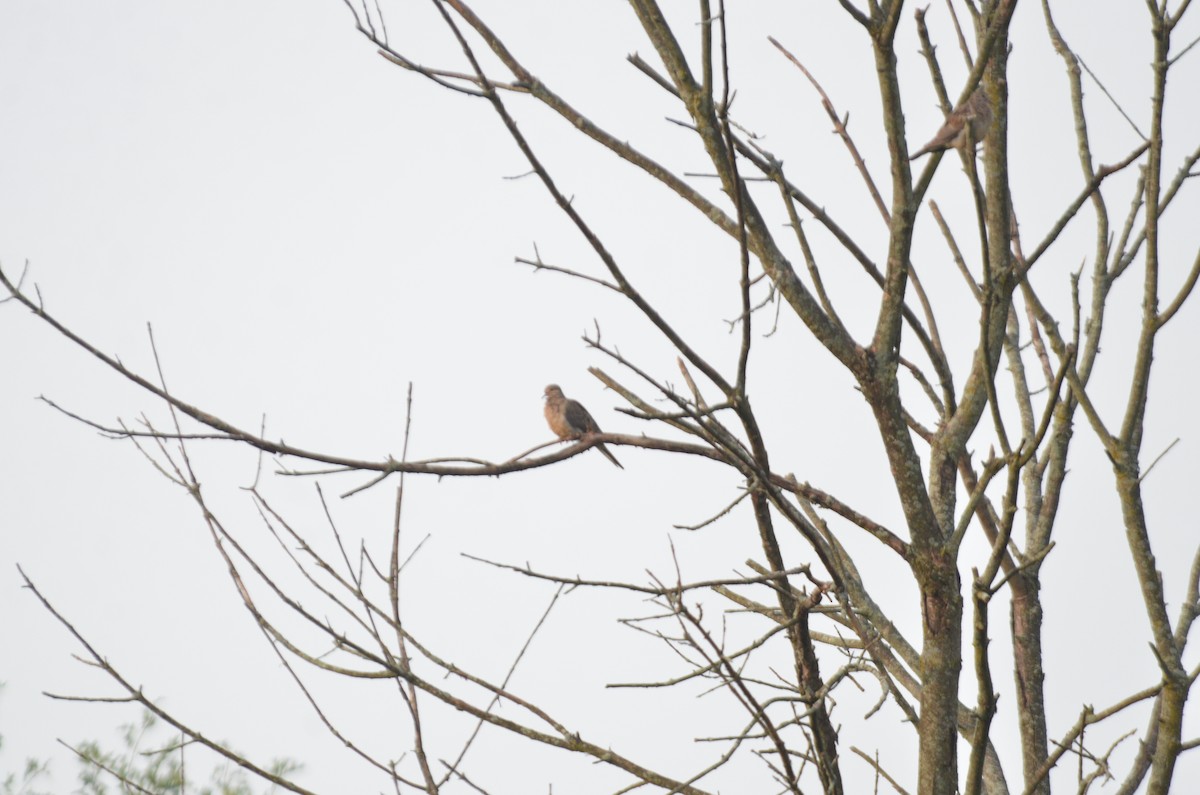 Mourning Dove - ML611975189
